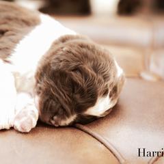Harrison - male Newfypoo puppy in Marshallville, Ohio from Windy Hill Dogs