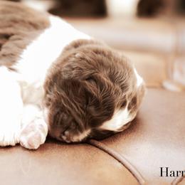 Harrison - male Newfypoo puppy in Marshallville, Ohio from Windy Hill Dogs