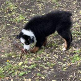 Miniature Australian Shepherd Puppies from Liberty Luck Mini Aussies