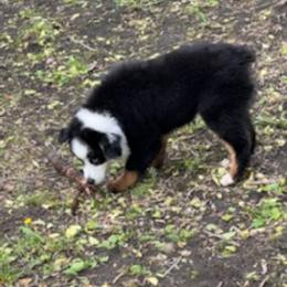 Miniature Australian Shepherd Puppies from Liberty Luck Mini Aussies
