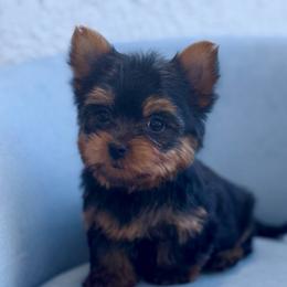 Princess Diana - Black and gold female Yorkshire Terrier puppy in Cape Coral, Florida from Katherine’s Yorkies and Poodles