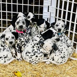 Dalmatian Puppies from Dalmatian Vacation