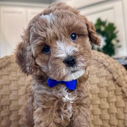 Chase (Blue) - Red male Cavapoo puppy in West Haven, Utah from Harper Haven Cavapoos & Doodles