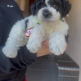 Miles (Red) - Tri-color male Bernedoodle puppy in Peoria, Arizona from Wroth's Paws