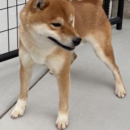 Cowboy - Red male Shiba Inu puppy in Nampa, Idaho from Hillsdale Shiba Inu