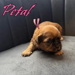 Petal - Sable and white female Shih Tzu puppy in Joplin, Missouri from Loyal Tzu's