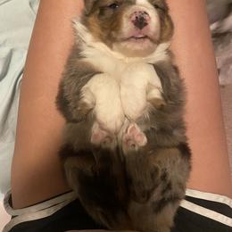 Miniature Australian Shepherd Puppies from Duncan’s Miniature Australian Shepherds