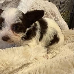 Crumpet chocolate parti - Parti male Yorkshire Terrier puppy in Lamar, Missouri from RJ’S Classy Yorkies
