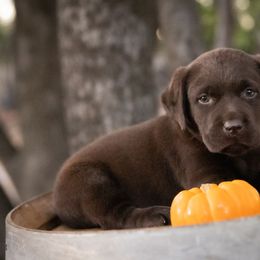 Labrador Retriever Puppies from Whiskey River Labradors