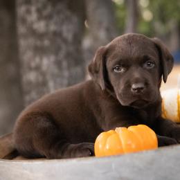 Labrador Retriever Puppies from Whiskey River Labradors