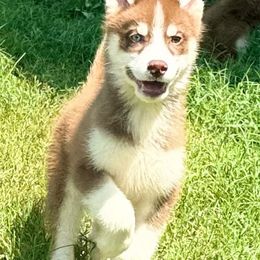 Ebi - Red and white male Siberian Husky puppy in Doswell, Virginia from Shinko Siberians
