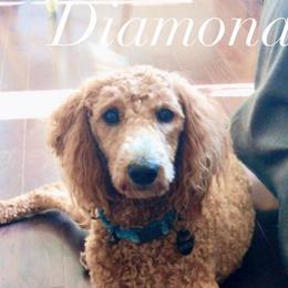 Diamond - Goldendoodle