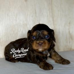 Darla - Chocolate female Cavapoo puppy in Nashville, Arkansas from Rocky Road Puppies