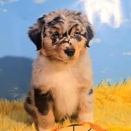 Huey - Blue merle male Australian Shepherd puppy in Waddell, Arizona from Winsome Aussies