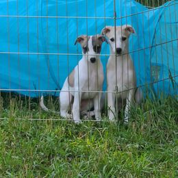 English Cocker Spaniel and Whippet Puppies from Sno-Kist English Cockers & Whippets