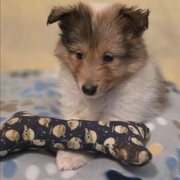 Sugar Bear - Sable merle and white female Shetland Sheepdog puppy in Altha, Florida from Hill Top Shelties