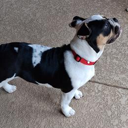 Harlot - Black tri-color female Bulldog puppy in Glendale, Arizona from Velvet's Bulldogs