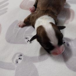 Peaches - Red sable female Havanese puppy in Cleveland, Texas from 7th Heaven Havanese of Texas