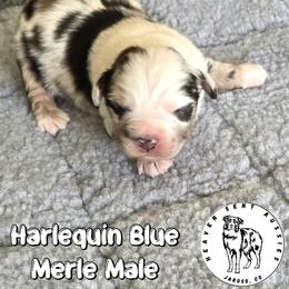Zaul - Blue merle male Miniature Australian Shepherd puppy in Jaroso, Colorado from Heaven Sent Aussies