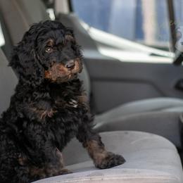 Bryce - Phantom male Bernedoodle puppy in Eureka, Illinois from Joley Aire Family Dogs