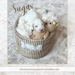 Sugar - Parti female Goldendoodle puppy in Bell Buckle, Tennessee from Precious Puptown Doodles