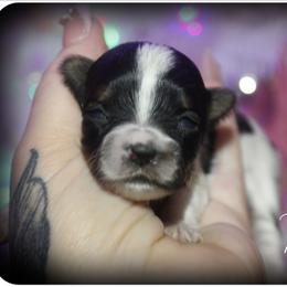 Rupert - Parti male Yorkshire Terrier puppy in Warren, Michigan from Danielle's Yorkie & Shih Tzu Babies