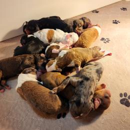 Aussiedoodle and Bernedoodle Puppies from Jupiter Doodles