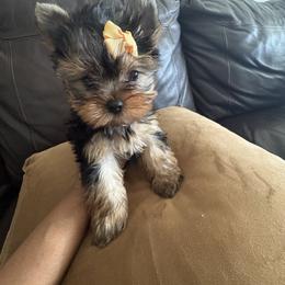 Summer - Black and tan female Yorkshire Terrier puppy in Tempe, Arizona from Kissable baby face yorkies