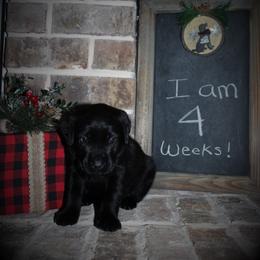 "Faye x Cain Whelped 12/1/20" Labrador Retriever Puppies from Triple L Labs & Co.