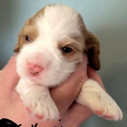 Kiwi - Red and white female Cocker Spaniel puppy in Bayfield, Colorado from Lucky Doodle Creations