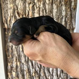 Girl 3 - female Aussiedoodle puppy in Kings Mountain, North Carolina from Champion Farms Doodles