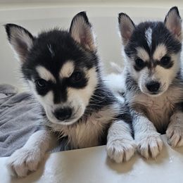 Pomsky Puppies from Peoria Pomskies