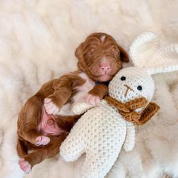 Alden - Red  male Goldendoodle puppy in Sulphur, Louisiana from Curly Q’s Of Carlyss