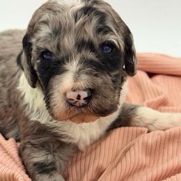 Katie - Blue merle female Sheepadoodle puppy in Willacoochee, Georgia from Kitandkboodle's Doodles