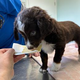 Scout Blues - Red tri-color male Aussiedoodle puppy in Charlestown, Indiana from Forever Aussies and A Doodle