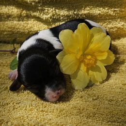 Maggie - Tri-color female Cavalier King Charles Spaniel puppy in Charity, Missouri from Missouri. Cavaliers