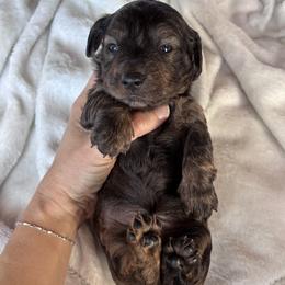 Dachshund Puppies from A Anchor Farm