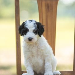 Lesley - White female Sheepadoodle puppy in Charleston & Kershaw, South Carolina from Atlas Harrold-Moore Sheepadoodles, LLC   (AHMS)
