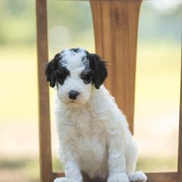 Lesley - White female Sheepadoodle puppy in Charleston & Kershaw, South Carolina from Atlas Harrold-Moore Sheepadoodles, LLC   (AHMS)