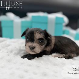 Yale - Merle male Shorkie puppy in Scottsdale, Arizona from Lil Luxe Pups