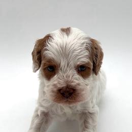 Mac - Apricot male Australian Labradoodle puppy in Denton, Texas from Dignity Labradoodles
