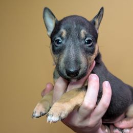 Stevie Nicks - Black and tan female Miniature Bull Terrier puppy in London, Kentucky from Barton's Miniature Bull Terrier