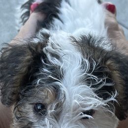 Wire Fox Terrier Puppies from What the Fox - Wire Fox Terrier