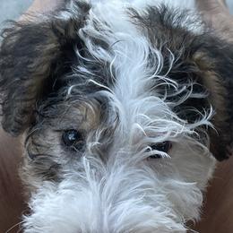 Wire Fox Terrier Puppies from What the Fox - Wire Fox Terrier