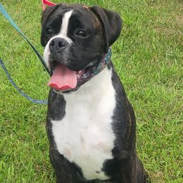 Boxer Puppies from Lone Pine Boxers