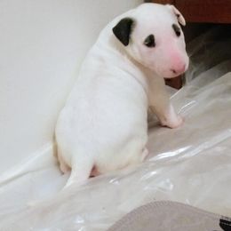 Bull Terrier Puppies from Mary Holsen