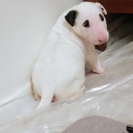 Bull Terrier Puppies from Mary Holsen