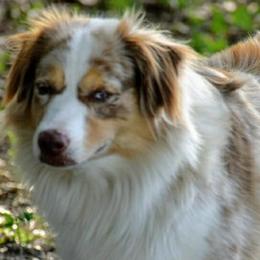 Miniature American Shepherds from Down Home Miniature American Shepherds
