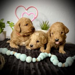 Last pick Male - Cream male Goldendoodle puppy in Mc Arthur, California from California Golden Love