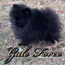 Pomeranian Puppies from Silver’s Reigning Heir Poms